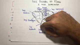 Fígado  Ligamentos  Anatomia em 3 min [upl. by Greiner]