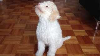 Lola Lagotto Romagnolo training 1 [upl. by Edny692]