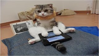 Cats playing Mouse Game on iPad   Funny Pet Videos  PetLove TV [upl. by Tuesday]