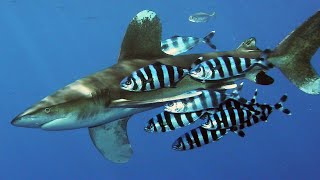 Facts The Oceanic Whitetip Shark [upl. by Domeniga]