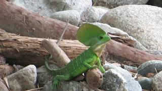 a large basilisk lizard watches over its stretch of river from other males [upl. by Atcele56]