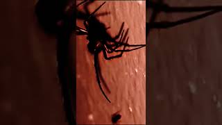 quotBLACK WIDOW Latrodectus is a genus of SPIDERS with several species TRUE WIDOWSquot [upl. by Root779]