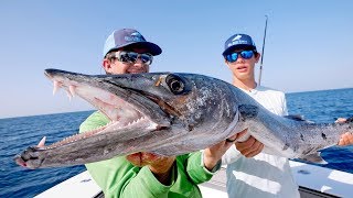 BIGGEST Kingfish Ive EVER Seen while Barracuda Fishing [upl. by Nohsyar]