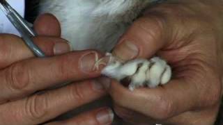 How to Trim Your Cats Claws [upl. by Osnerol]