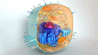 CELLULAR RESPIRATION information science biology biochemistry education educationalvideos [upl. by Vitoria]