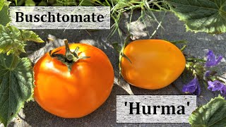 Buschtomate Hurma Kaki  Fleischtomate für Garten amp Balkon Eine Lieblingssorte 2020 [upl. by Shanleigh]