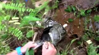 Hero Saves Poor Cat From Being Eaten Alive By Snake [upl. by Osgood]