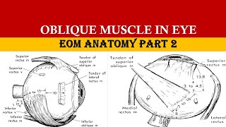 SUPERIOR OBLIQUE amp INFERIOR OBLIQUE MUSCLE [upl. by Helas]