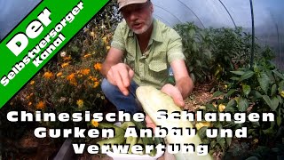 Chinesische Schlangen Gurken Anbau und Verwertung [upl. by Lucretia374]