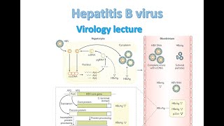 Hepatitis B Virus Serology [upl. by Eiramnaej]