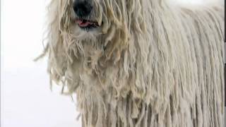 Dog Breeds  Komondor Dogs 101 Animal Planet [upl. by Eldrid]