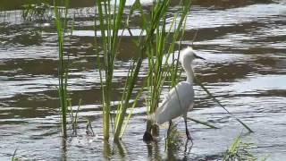 Egreta mica  Little Egret  Egretta garzetta [upl. by Okir]