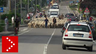 La maxi transumanza delle pecore a Lecco 3200 capi verso la Valsassina [upl. by Yedarb]