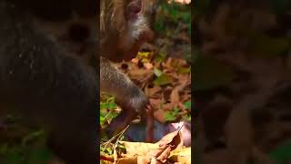 Ep300 Cute Monkeys That Will Melt Your Heart 🐒 [upl. by Viscardi]