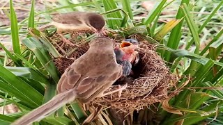 Bar winged prinia Baby Birds Feedingbird baby [upl. by Giza385]