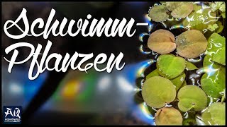 Schwimmpflanzen im Aquarium  AquaOwner [upl. by Hayes250]