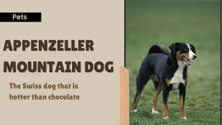 The Appenzeller Mountain Dog the Swiss dog that is hotter than chocolate [upl. by Akahs993]