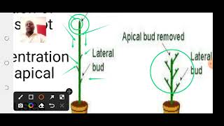 Lesson 9 Apical dominance [upl. by Wilhide]