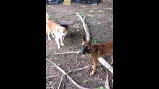 Border collie vs belgium malinois [upl. by Scotty]