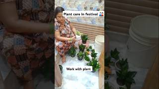 Plant care in festival indoorplants home gardenplants youtubeshorts balconygarden [upl. by Puttergill754]