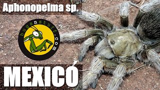 Finding 2 Aphonopelma sp in Mexico [upl. by Arvo]