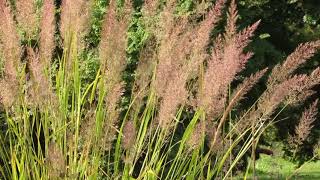 Calamagrostis brachytricha [upl. by Bruno857]