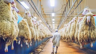 🐑 How to Process Sheep Wool in a Modern Factory  Processing Factory [upl. by Theobald]