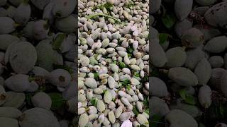 అమెరికా లో బాదంపప్పు పండిస్తారు Raw Green Almonds in USA California grows 80 of worlds Almonds [upl. by Opiuuk204]