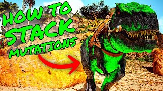 How To STACK MUTATIONS in Ark Survival Ascended ASA MUTATIONSBREEDING GUIDE [upl. by Ahsuat]