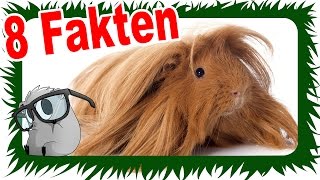 8 SÜßE FAKTEN ÜBER MEERSCHWEINCHEN  WTF  Die Meeries [upl. by Kial852]