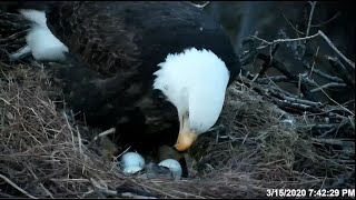 EagleCam 2020 First Egg Hatching [upl. by Elurd527]