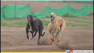 poweful running of greyhounds [upl. by Farrica]