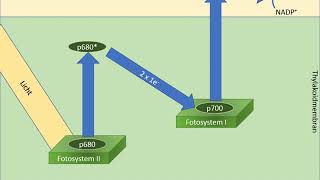 Lichtabhängige Reaktionen der Fotosynthese [upl. by Jesus]