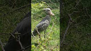 Shoebill stork the silent predator [upl. by Enymzaj]