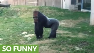 Gorilla runs upright like a human [upl. by Mccutcheon]