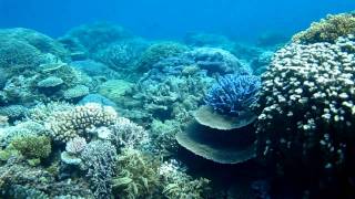 Best Snorkeling Australia Great Barrier Reef [upl. by Nafets]