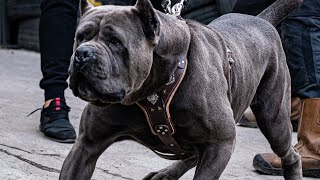 Cane corso Manolo [upl. by Yettie323]