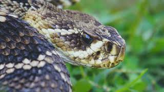 The Most Venomous Snakes in the World  WILDLIFE JUNGLES ULTRA 2024 [upl. by Arraek]