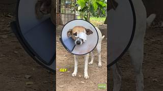 🐾 Rescue Story Update 🐾 saveanimallife nestconservationsociety NestSociety doglover [upl. by Jaco]