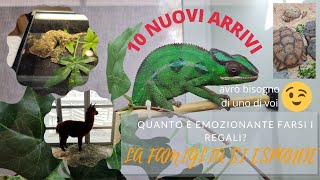 10 NUOVI MAGNIFICI ANIMALI VERONA REPTILE 2022 gechi insetti stecco alpaca e molto altro ancora [upl. by Yrak]