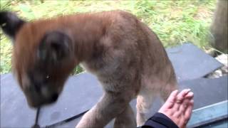 6 Month Old Mountain Lion at Maine Wildlife Park [upl. by Naji]