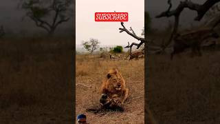 Lion vs Hyena Battle lion wildlife animals reels safari trending shorts lion hyena [upl. by Anaira]