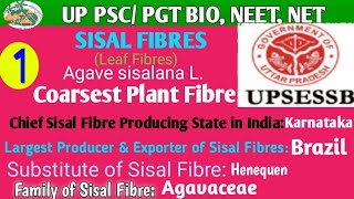 SISAL FIBRES Agave sisalana L Coarsest Plant Fibres [upl. by Cenac719]