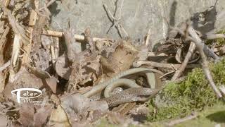 Western garter snakes mating detail 4K stock footage [upl. by Anglim687]