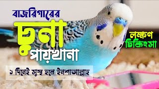 বাজরিগারের চুনা পায়খানা  budgerigar Pakhir chuna Paikhana  বাজরিগার পাখির চিকিৎসা [upl. by Kristal]