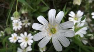 Greater stitchwort Stellaria holostea  Addersmeat  20130519 [upl. by Ricard]