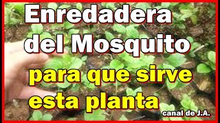 Enredadera del Mosquito  para que sirve esta planta [upl. by Hake]