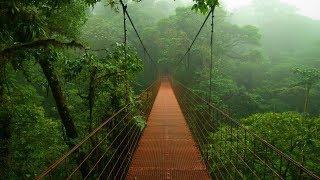 MAGNIFIQUE PLUIE TROPICALE – Apaise lEsprit  Relaxe et Déstresse  Sommeil Paisible  Acouphènes [upl. by Marder]