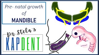 Prenatal growth of mandible  Meckels cartilage  kapdent [upl. by Sucitivel]