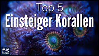 Top 5 Einsteiger Korallen für dein Meerwasser Aquarium  AquaOwner [upl. by Walters]